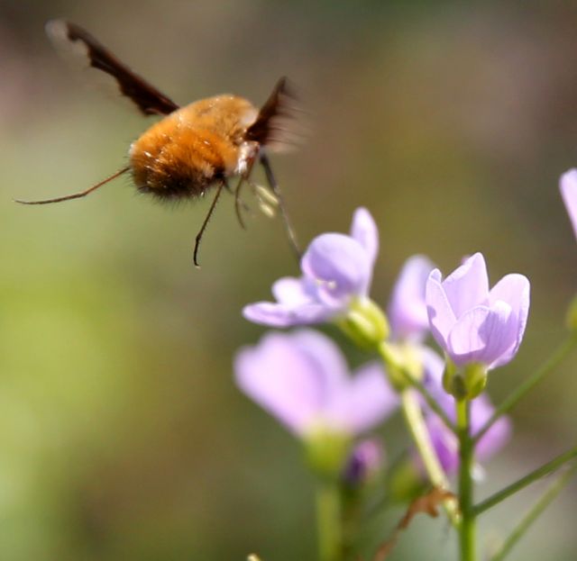 Biene und violettfarbene Blüte