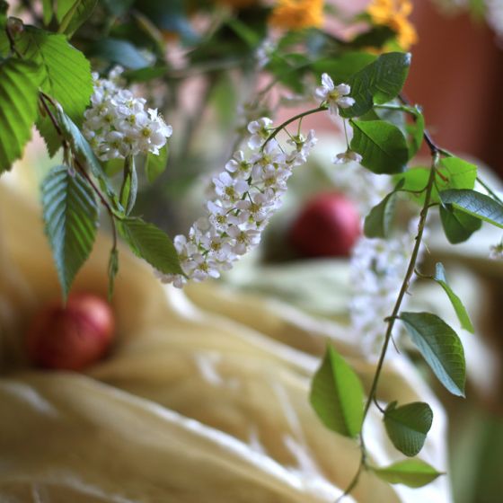 Festdekoration mit blühendem Birkenzweig und Stoff