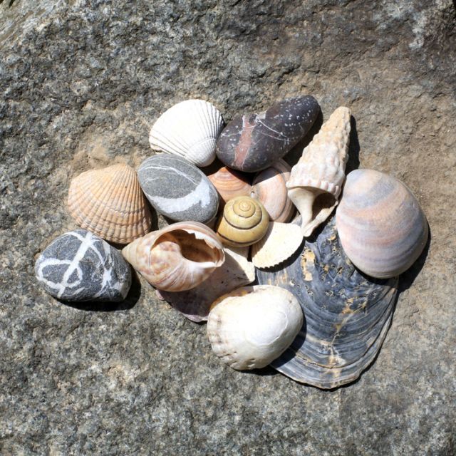 Steine und Muscheln liegen auf einem Stein in der Sonne - Arbeiten und Spielen mit Naturmaterialien an unserer Schule