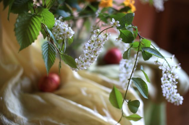 Festdekoration mit blühendem Birkenzweig und Stoff