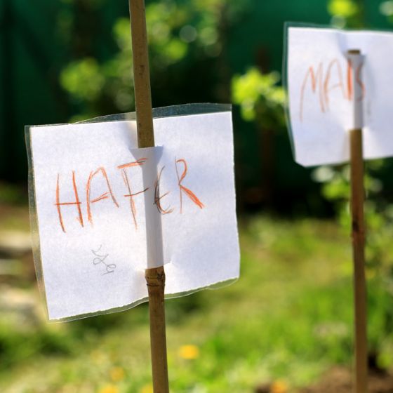 Aufnahme aus unserem Garten: Zettel auf Stöcken mit Beschriftung Hafer und Mais