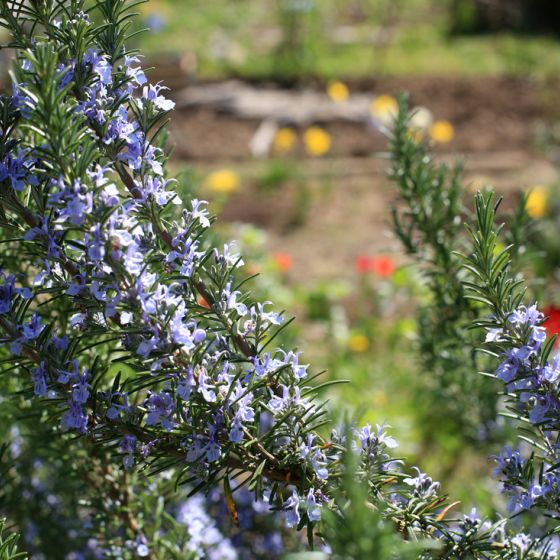 Naturaufnahme mit blühendem Rosmarin im Vordergrund und dem Garten im Hintergrund