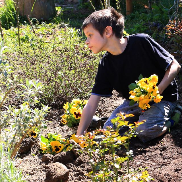 Ein Junge im dunklen Shirt bei der Gartenarbeit mit gelben Stiefmütterchen im Schulgarten
