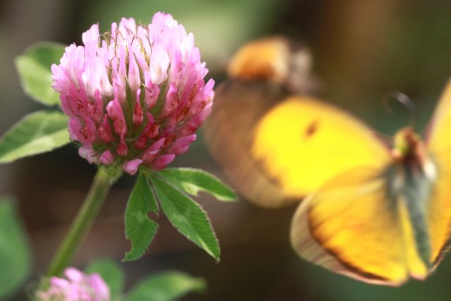 Naturbild mit rotem Klee und einem gelben Schmetterling im Hintergrund