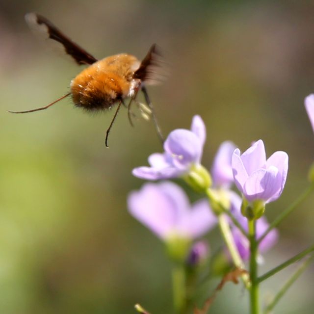 Biene und violettfarbene Blüte