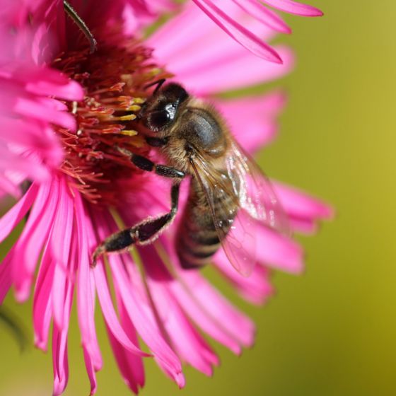Naturfotografie mit Biene auf einer rosa Blüte