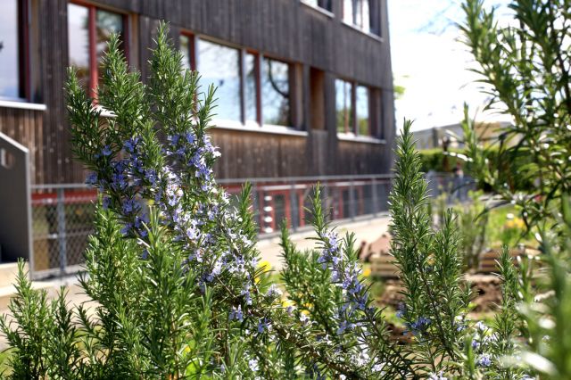 Sommerliche Pflanzen im Schulgarten mit Schulgebäude im Hintergrund